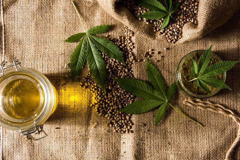 The differences between hemp and cannabis