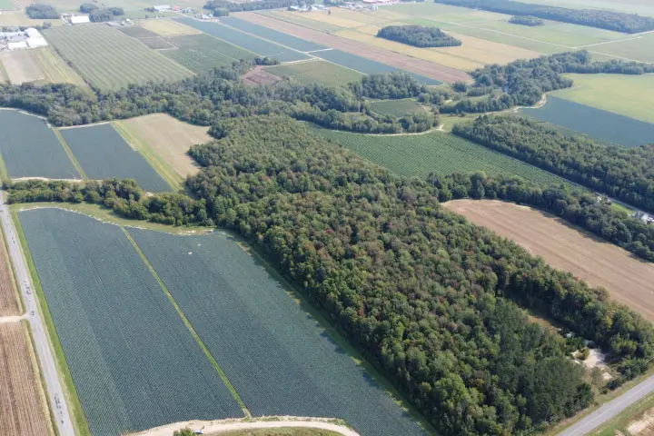 Les champs de poireaux à la ferme Les Cultures de chez nous