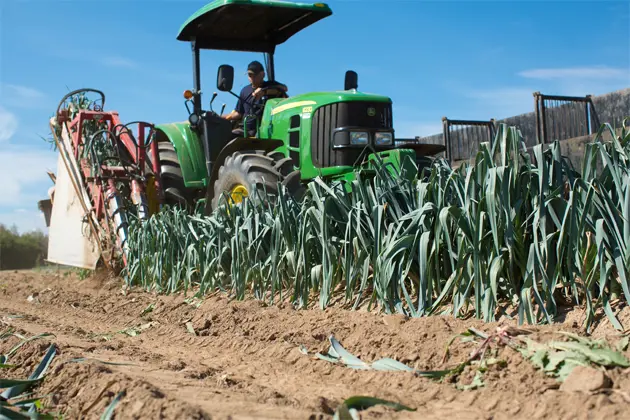 Un agriculteur récolte les poireaux dans les champs à l\u0027aide de la machinerie spécialisée