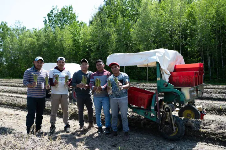 Équipe de travailleurs étrangers pendant la récolte des asperges du Québec